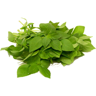 Basil: Lemon (For Salads and Teas!) - Mountain Harvest Organics